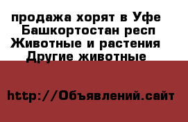 продажа хорят в Уфе - Башкортостан респ. Животные и растения » Другие животные   